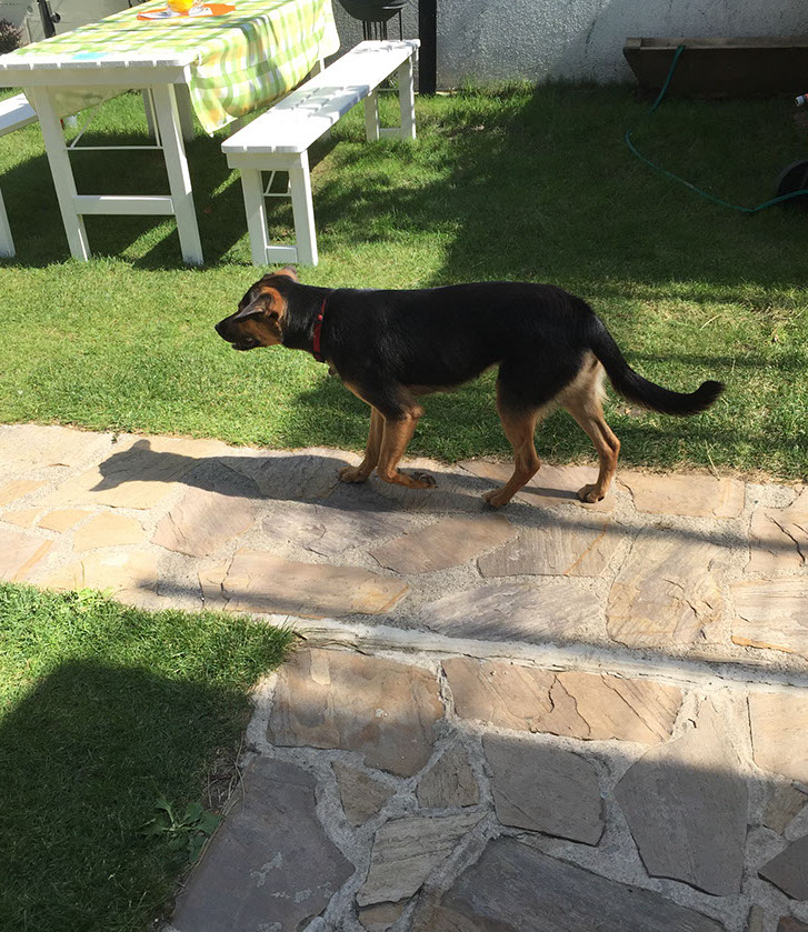 Haus und Hofhund Milli