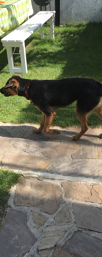 Haus und Hofhund Milli