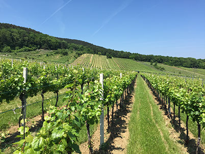 Weingarten in der Garriet